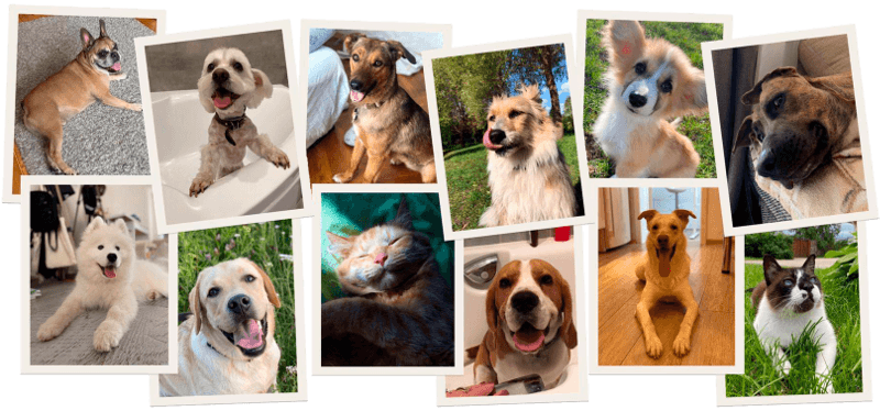 О сервисе Petsitters